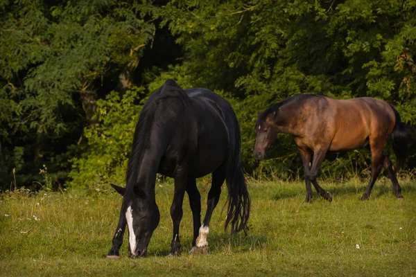 Raszuivere Landbouwhuisdieren Landelijk Paard — Stockfoto
