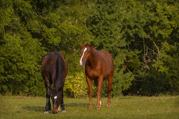 Puro Animal Fazenda Cavalo Rural — Fotografia de Stock