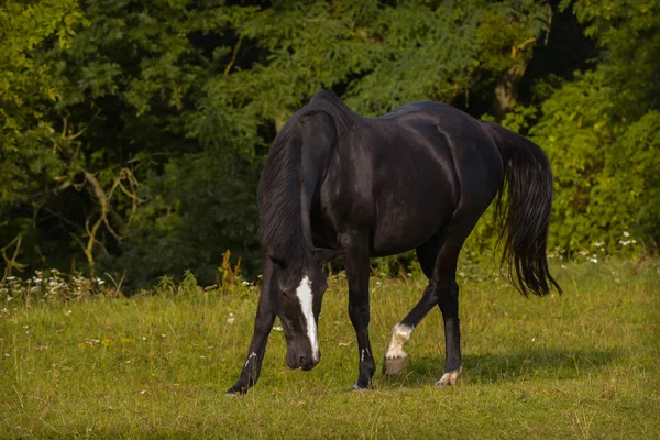 Raszuivere Landbouwhuisdieren Landelijk Paard — Stockfoto