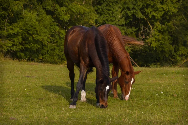 Καθαρόαιμο Ζώο Εκμετάλλευσης Άλογο Υπαίθρου — Φωτογραφία Αρχείου