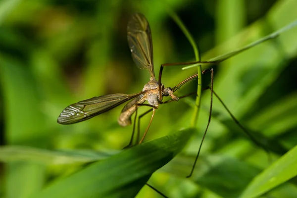 Tett Insekt Vill Natur – stockfoto