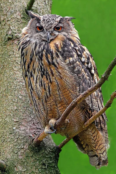 Vue Rapprochée Chouette Aigle Nature Sauvage — Photo