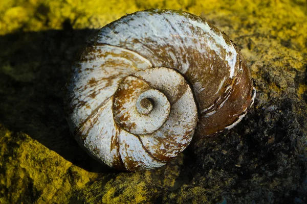 Una Vieja Concha Caracol Sobre Las Rocas — Foto de Stock