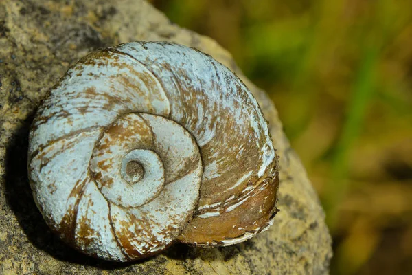岩の上に古いカタツムリの殻 — ストック写真