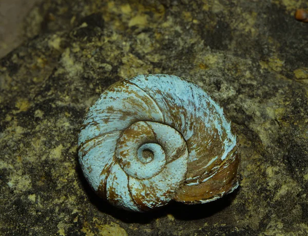 Old Snail Shell Rocks — Stock Photo, Image