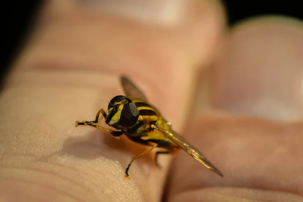 Hoverfly Dressing Back Hand — Stock Photo, Image
