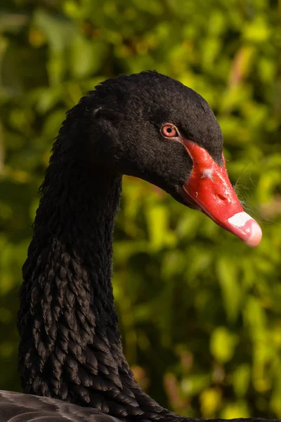 Coup Tête Cygne Chanteur — Photo