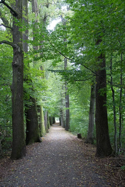 Ścieżka Przez Aleję Drzew — Zdjęcie stockowe