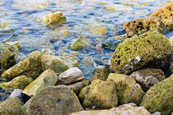 Mały Krab Siedzący Kamieniach Wodzie — Zdjęcie stockowe