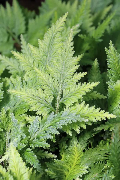 Schöne Botanische Aufnahme Natürliche Tapete — Stockfoto