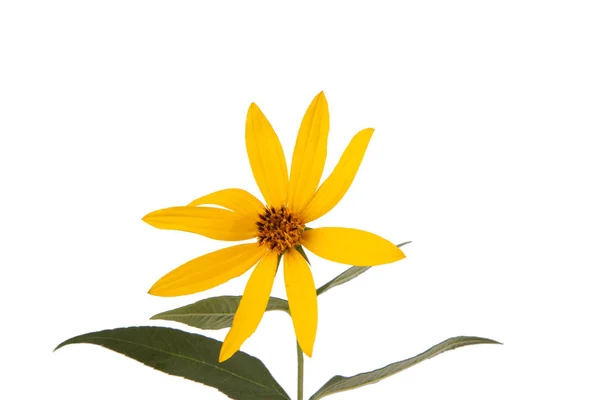 Жовта Дика Квітка Білому Тлі — стокове фото