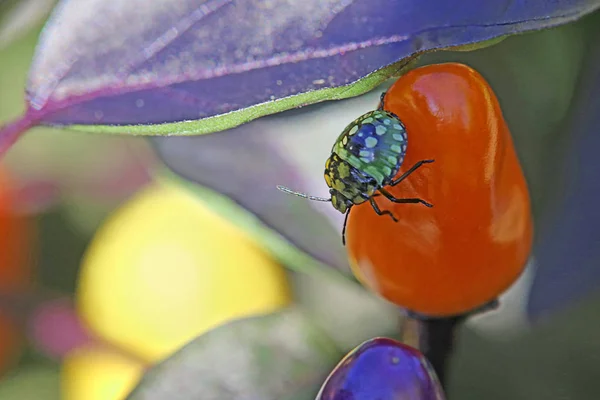 Nimfa Zöld Büdös Bogár Nezara Viridula Piros Paprika — Stock Fotó