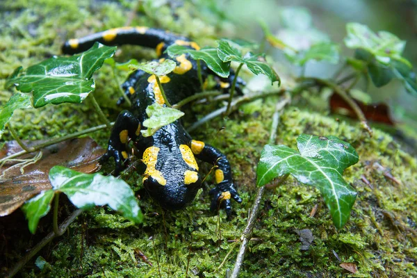 Salamandra Animal Reptiles Lagarto — Foto de Stock