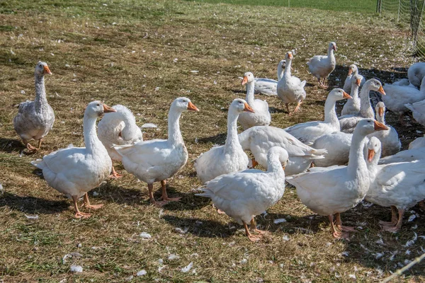 Árboclibák Réten — Stock Fotó