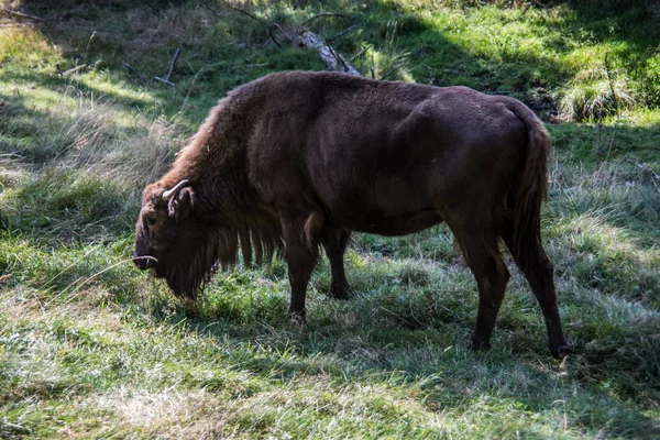 Σοφή Αγέλη Στα Δάση Της Rothaargebirge — Φωτογραφία Αρχείου