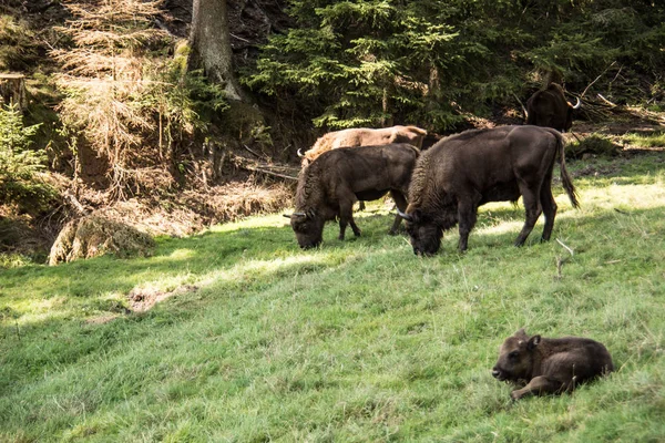 Wisent Herd Forests Rothaargebirge — Stock Photo, Image