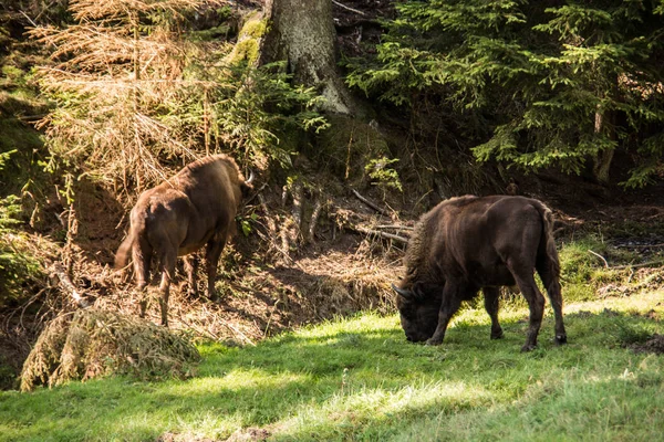 Wisent Herd Forests Rothaargebirge — Stock Photo, Image