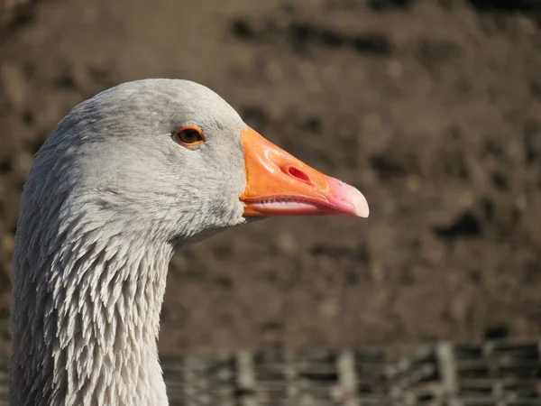 Head Goose — Stock Photo, Image