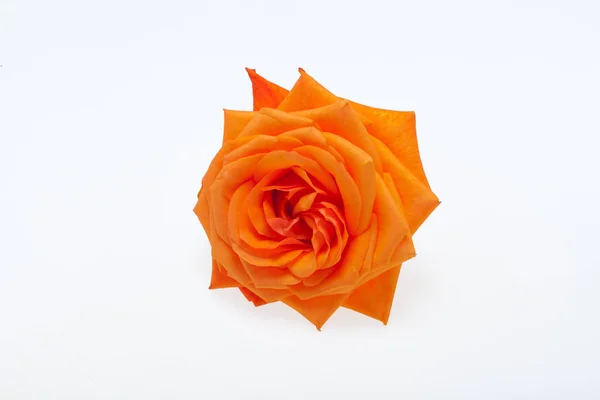 Rose Unique Orange Isolée Sur Fond Blanc — Photo