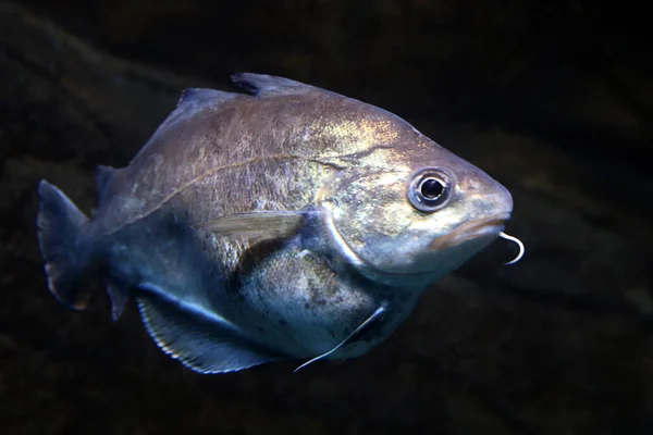 Francuska Świnia Trisopterus Luscus — Zdjęcie stockowe