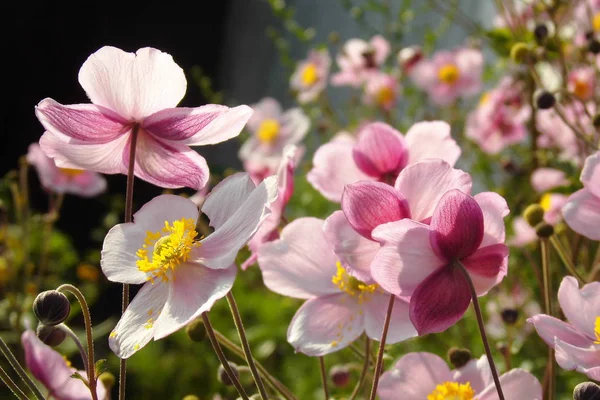 Contro Uno Sfondo Scuro Fiori Inno Autunno Stare Controluce — Foto Stock