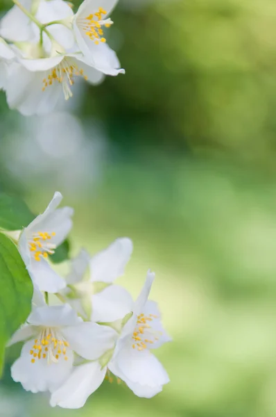 Oddział Mock Pomarańczowy Jaśminowiec Wonny Krzew Niewyraźne Tło Naturalny Wygląd — Zdjęcie stockowe