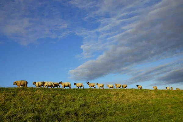 Sheep Dyke Summer — Stock Photo, Image