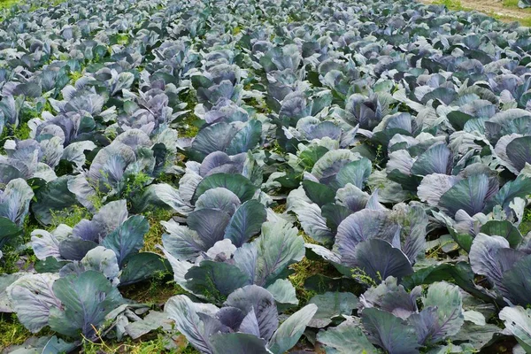 Cabbage Head Vegetable Field — Stock Photo, Image