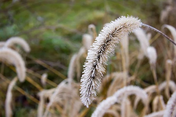 Φυτό Στον Παγετό Φθινόπωρο — Φωτογραφία Αρχείου