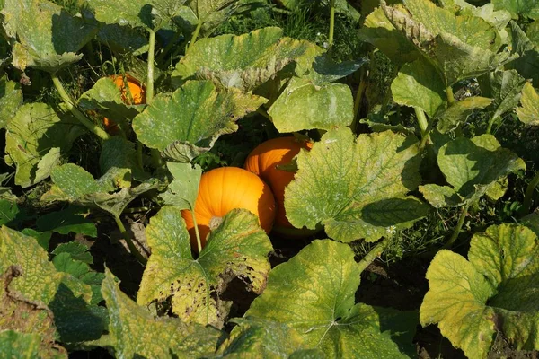 Citrouilles Dans Champ Légumes — Photo