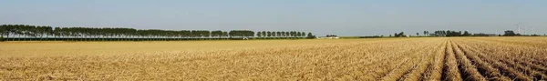 Foto Panorâmica Campo Batatas Verão — Fotografia de Stock