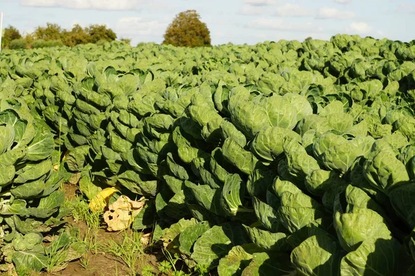 夏には芽キャベツと野菜畑 — ストック写真