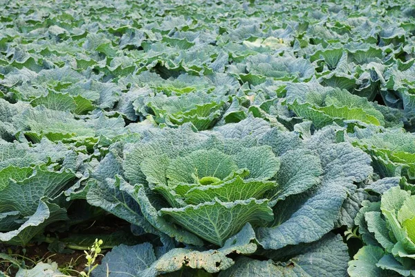 Champ Légumes Avec Chou Été — Photo