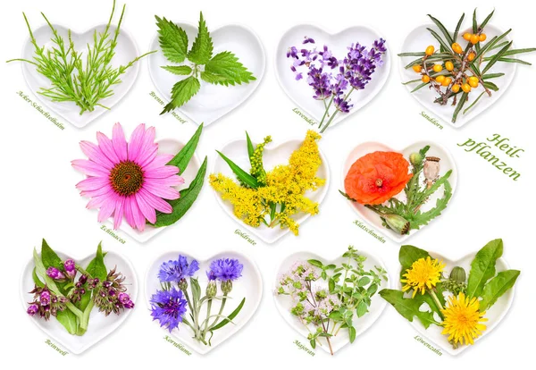 Alternative Medicine Medicinal Plants Stock Image