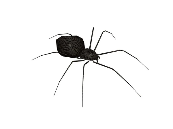 Spider Insect Trap Animal — Stock Photo, Image