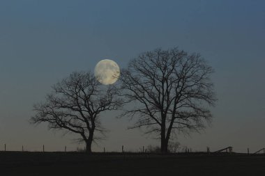 bald oaks and rising full moon,in the homert nature park near remblinghausen in the hochsauerland.\nbare oak trees in the dusk,rising full moon,natural preserve homert.\n clipart
