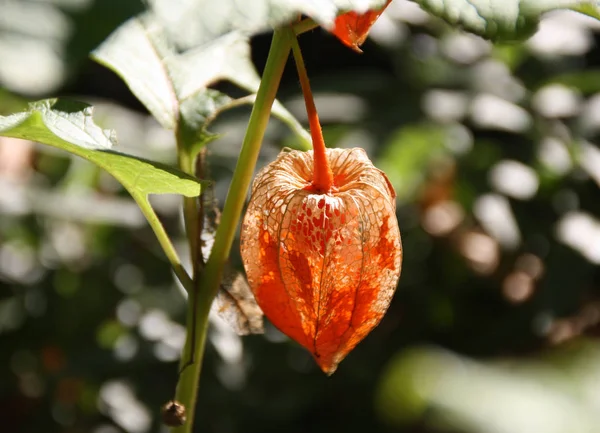 Vackra Blommor Blommigt Koncept Bakgrund — Stockfoto