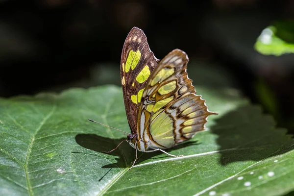Mariposa Malaquita Hoja —  Fotos de Stock