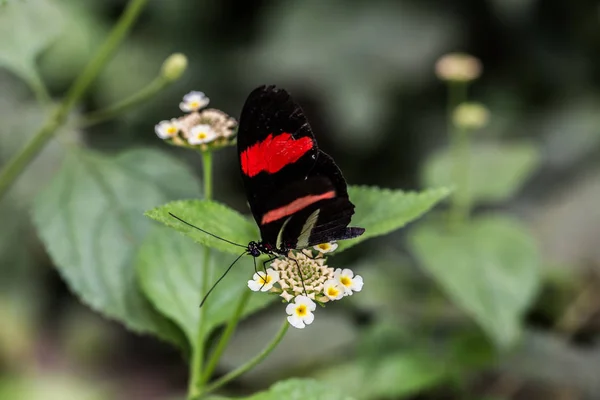 Widok Bliska Piękny Kolorowy Motyl — Zdjęcie stockowe