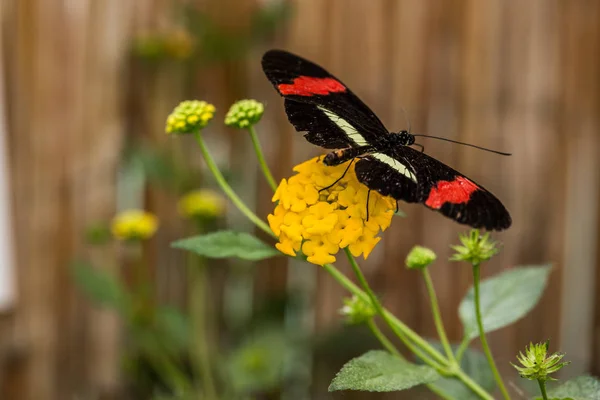 Closeup View Beautiful Colorful Butterfly — Stock Photo, Image