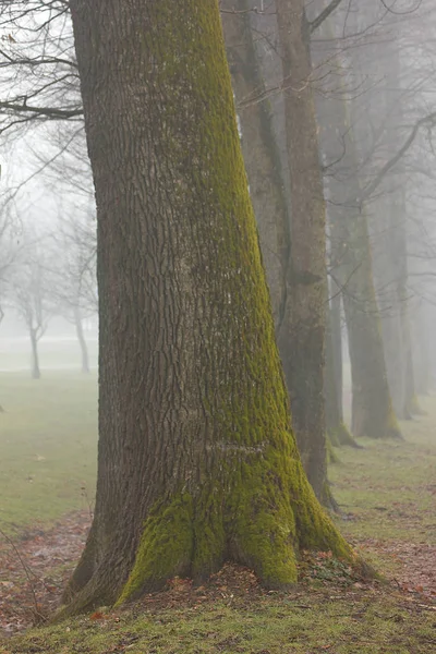Drzewa Jesienią Mgle — Zdjęcie stockowe