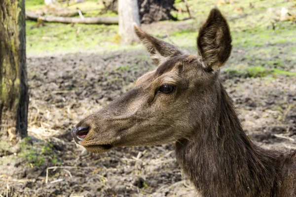 Scène Genomen Een Zomerdag Waarop Het Dier Zijn Natuurlijke Habitat — Stockfoto