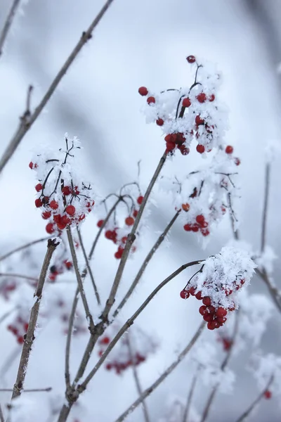 Arbustes Avec Neige Hiver — Photo