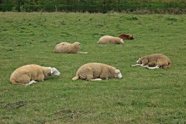 Oveja Dormida Granero — Foto de Stock