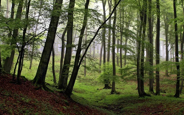 Faggeta Primaverile Nella Nebbia Eslohe Dormecke Hochsauerlandkreis Foresta Faggi Nebbiosa — Foto Stock