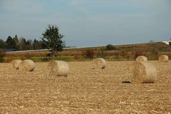 Grain Field Bright Sunshine — Stock Photo, Image