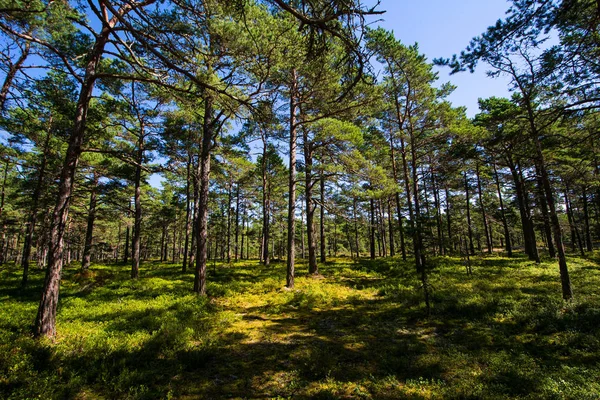 Typique Pinède Sur Île Hammam Sweden — Photo