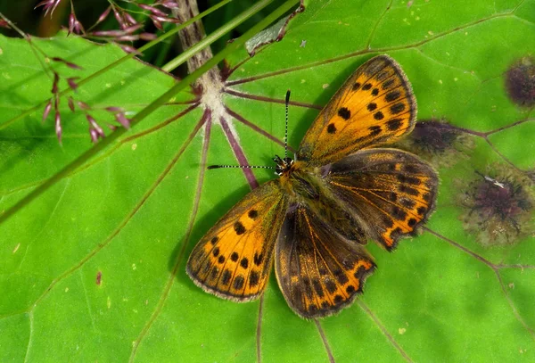 Closeup View Exotic Beautiful Falter — Stock Photo, Image