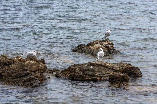 Seagulls Rocks — Stock Photo, Image