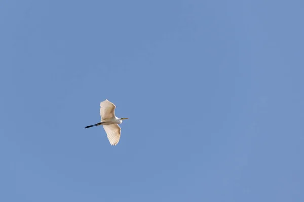 Grande Egret Céu Dia Ensolarado — Fotografia de Stock